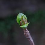 El Susurro de la Primavera
