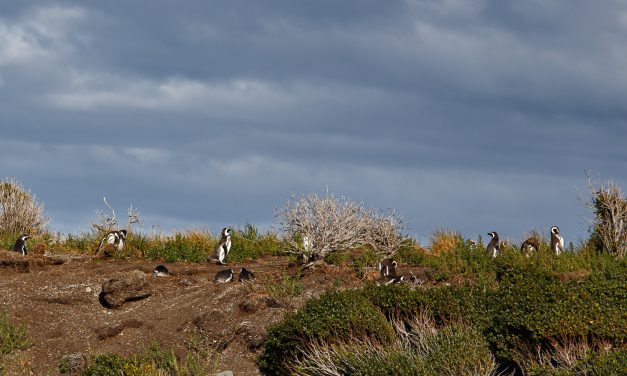 Pingüinos en verano