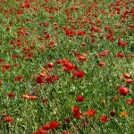 Amapolas
