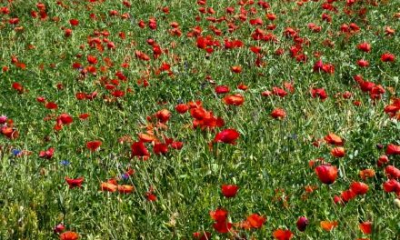 Amapolas