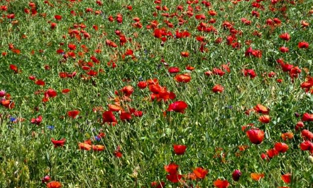 Amapolas