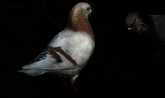 Casida de las palomas oscuras